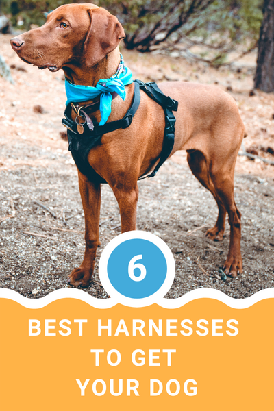 6 Best Harnesses To Get Your Dog