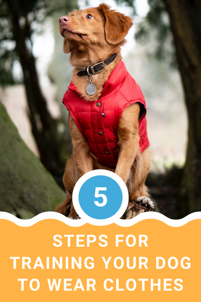 5 Steps For Training Your Dog To Wear Clothes