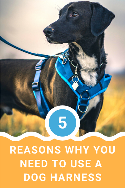 5 Reasons Why You Need To Use A Dog Harness