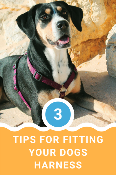 3 Tips for Fitting Your Dog's Harness