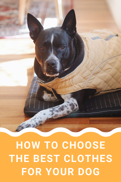 How To Choose The Best Clothes For Your Dog