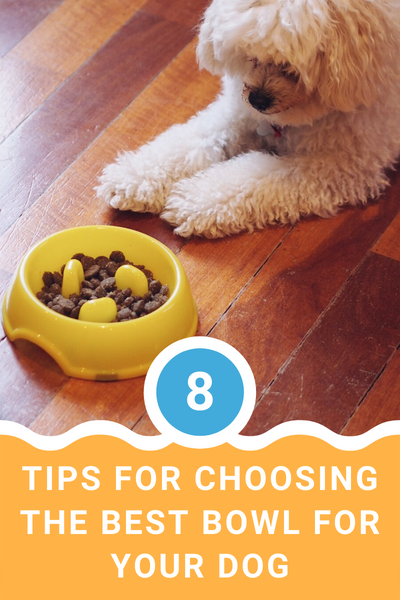 8 Tips for Choosing the Best Bowl for Your Dog