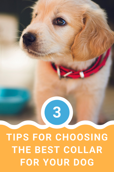 3 Tips For Choosing The Best Collar for Your Dog
