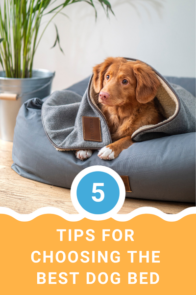 5 Tips For Choosing The Best Dog Bed