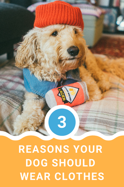 3 Reasons Your Dog Should Wear Clothes