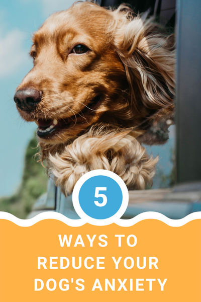 5 Ways To Reduce Your Dog's Anxiety