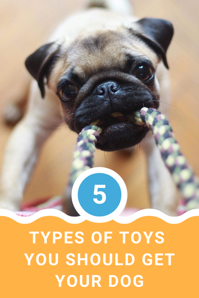 5 Types of Toys You Should Get Your Dog