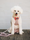 Dog Bow Tie Harness and Lead