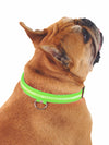 LED dog collar for night walks and safety