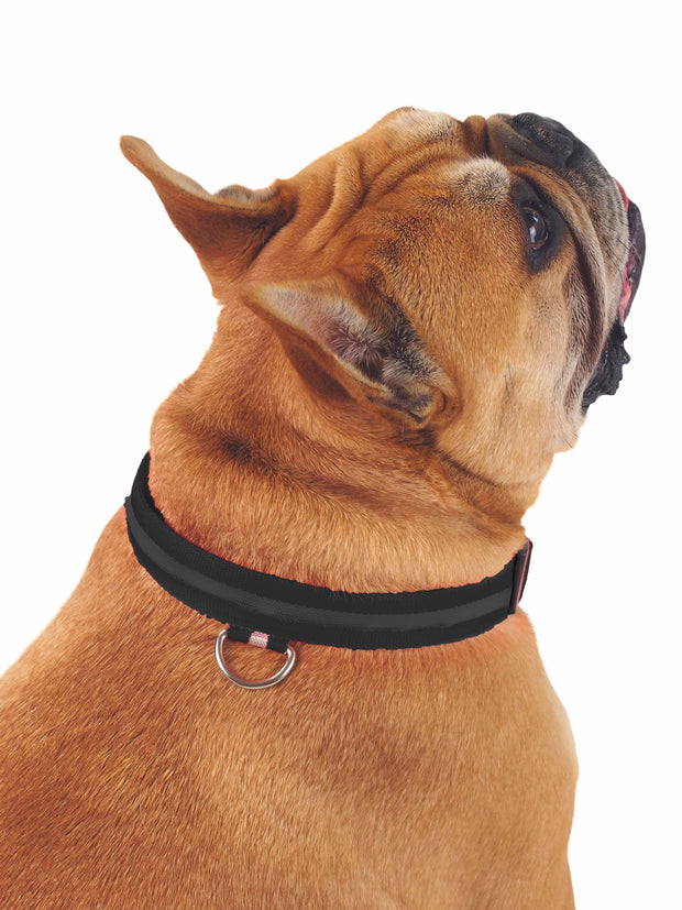 Winter dog collar with LED light