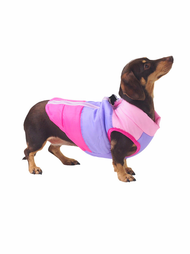 Fashionable hipster dog puffer jacket