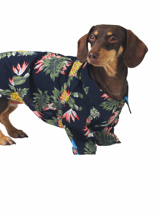 Best online apparel for dogs