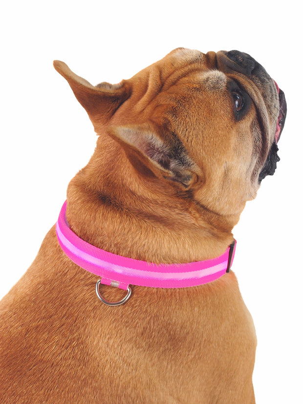 Dog collar with bright LED light