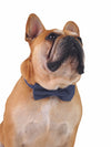 Polka Dot Dog Bow Tie Collar