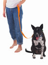 High visibility glowing LED dog lead for night walks