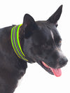 High visibility dog collar for safety