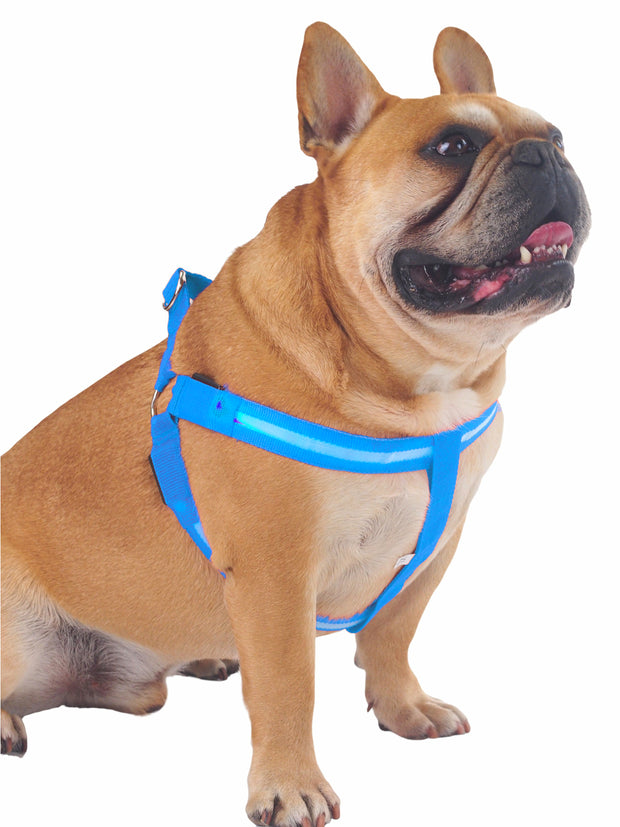 Glowing LED dog harness for nigh walks and winter