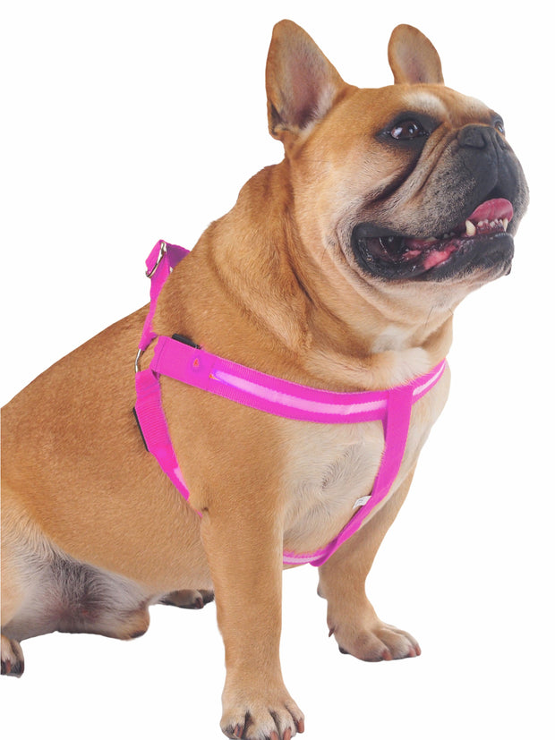Bright LED light glowing dog harness in pink