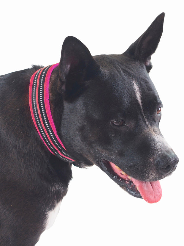 Durable high quality dog collar 