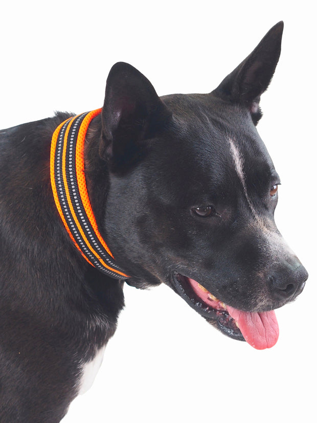 Truelove Reflective Mesh Dog Collar
