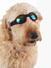 Protective dog goggles for summer and dust
