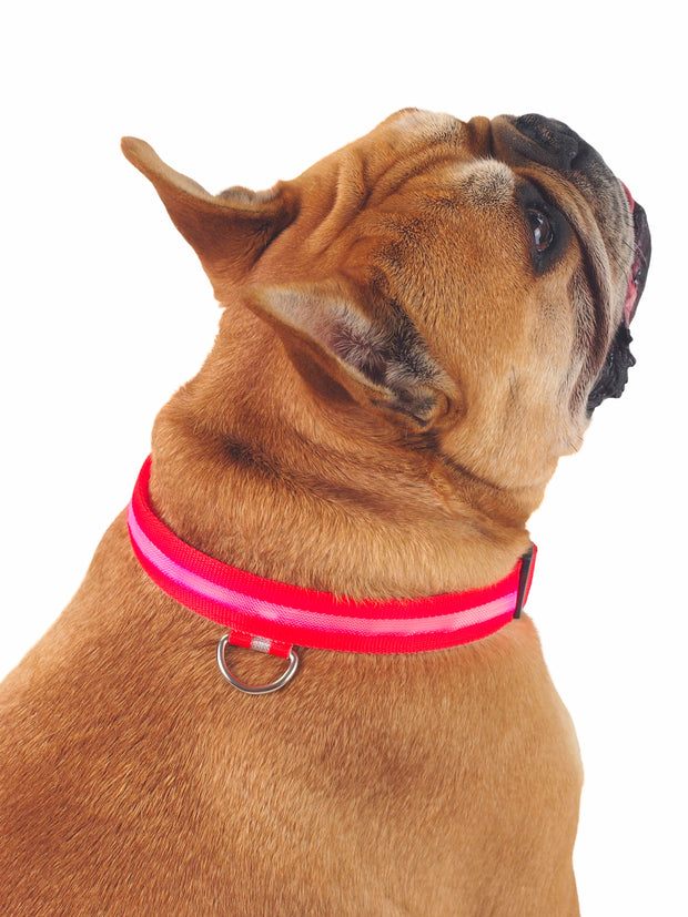 Glow! LED Dog Collar in red