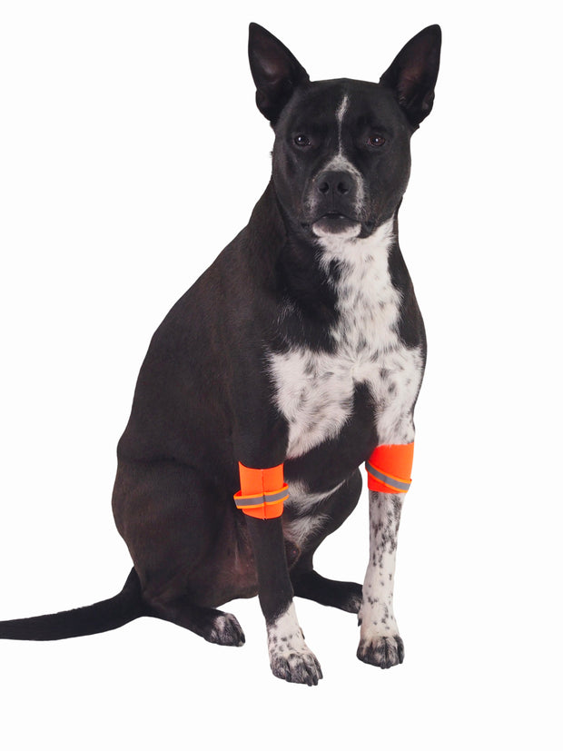 Affordable online dog apparel and night safety leg bands
