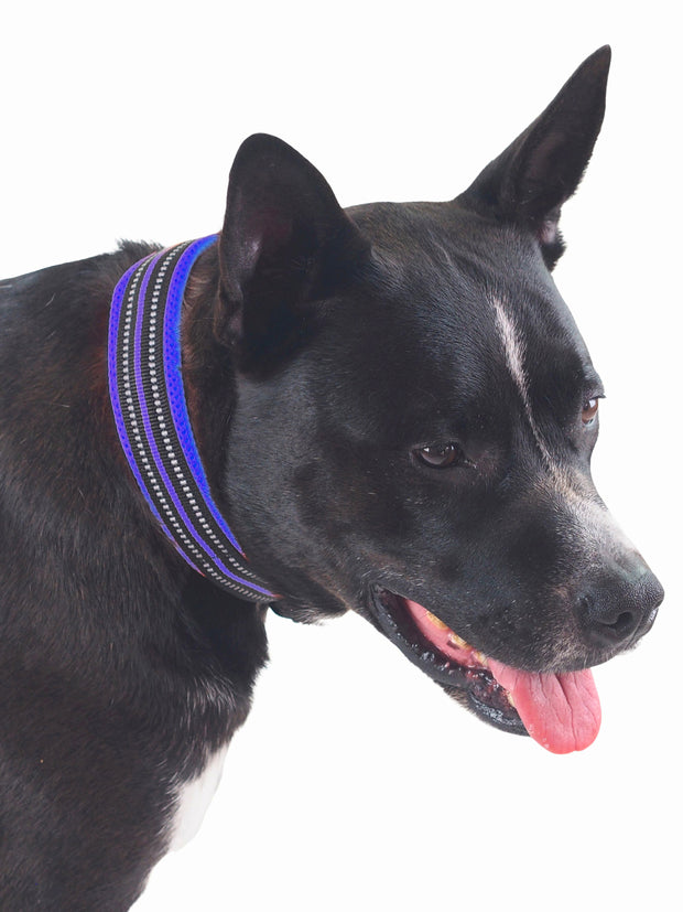 Bright reflective dog collar