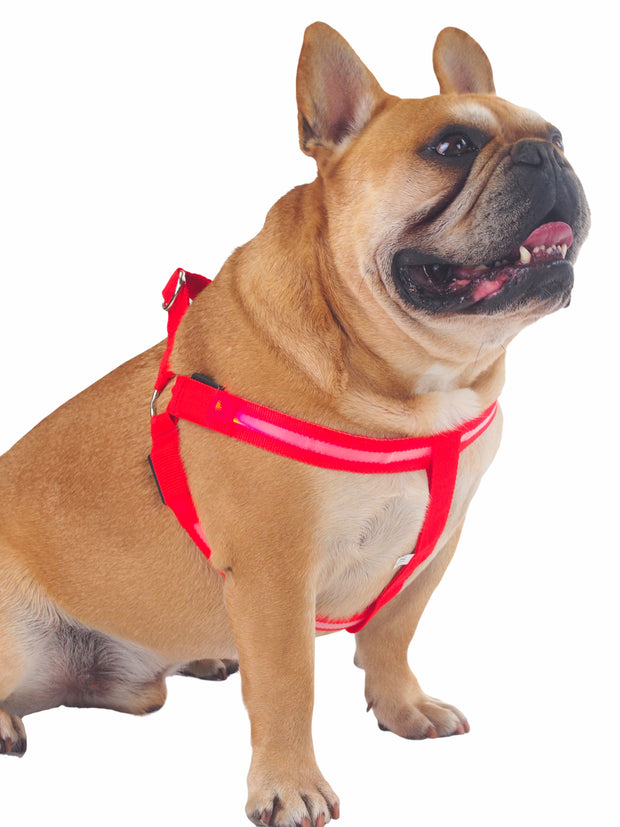 Glow! LED Dog Harness in red