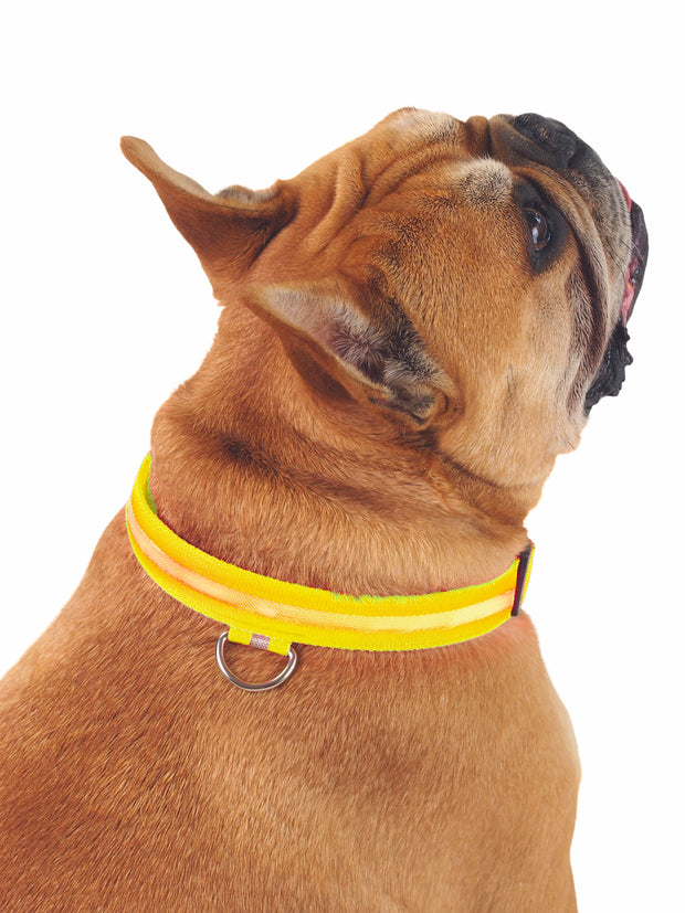 Cheap LED dog collar