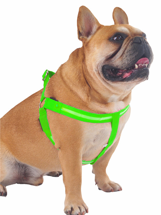 Battery powered LED night time dog harness