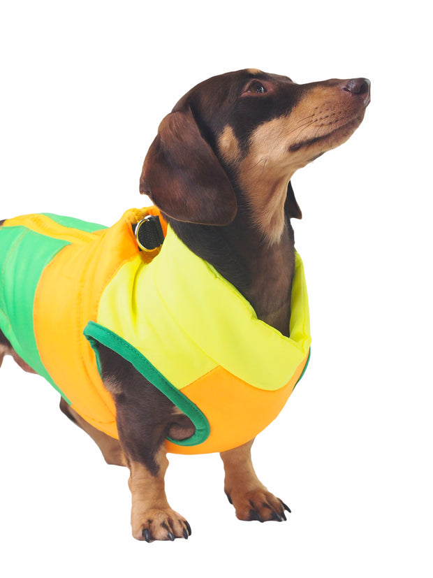 Bright colourful waterproof dog jacket and coat