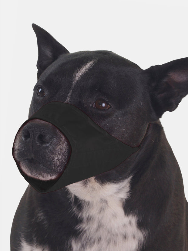 Affordable online dog muzzles and harnesses