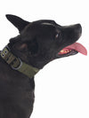 Military Grade Nylon Dog Collar