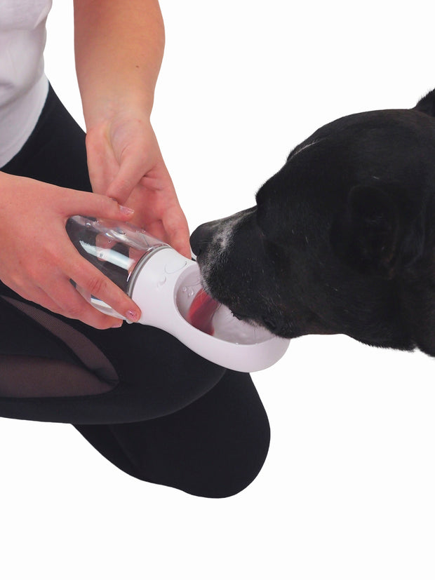 Sports water bottle for dogs with release button