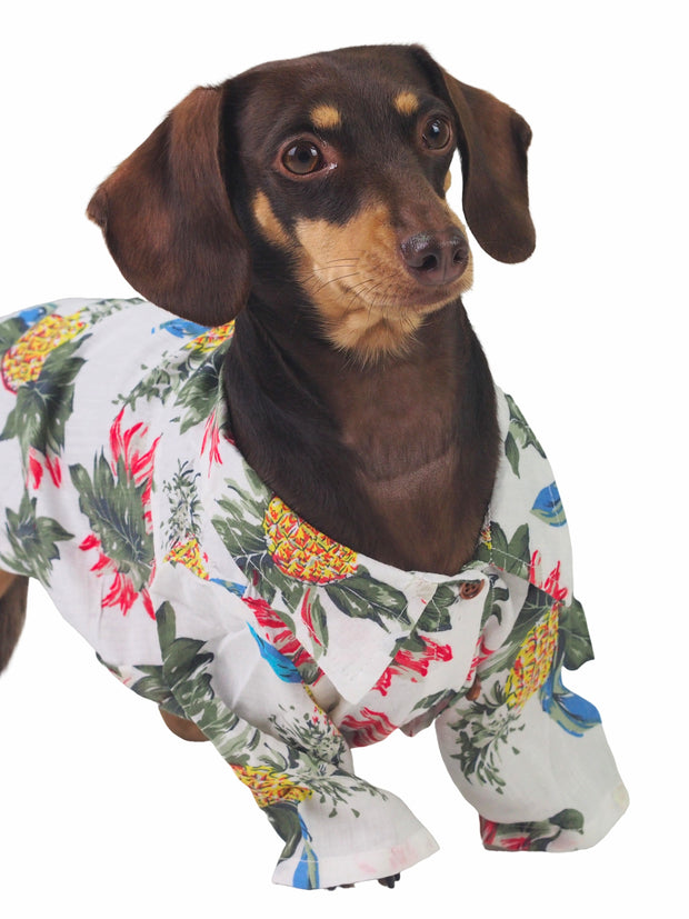 Fancy apparel for dogs